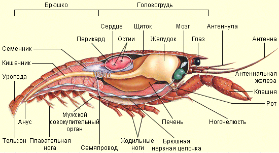 Arthropoda   respiratory system
